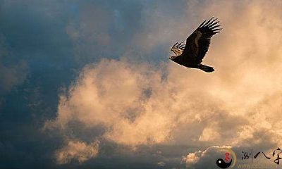 在梦中，我看到了自家饲养的鸟自由飞翔的场景