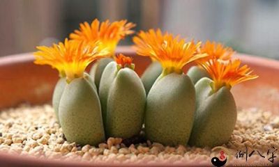 梦中见到石头绽放花朵的令人惊叹景象