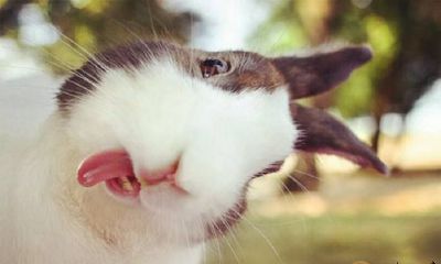 的梦境描述及其象征意义 - The Dreamy Description and Symbolic Significance of Seeing Rabbits in Dreams