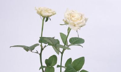 巨蟹座的情感天赋：探究其强项和表现的关键方面是什么？