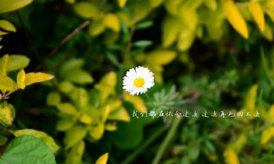 双子座感情观探究：高标准制约下的心理剖析与频繁打脸表现