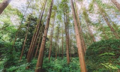 如何给2019猪年立秋出生的女孩起名字以弥补五行缺少的金元素？