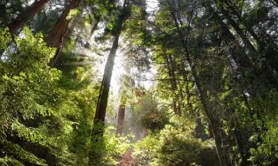 2019年8月8号出生的女孩，应该选用怎样的名字，以及该选择属于哪种五行的命名方式？