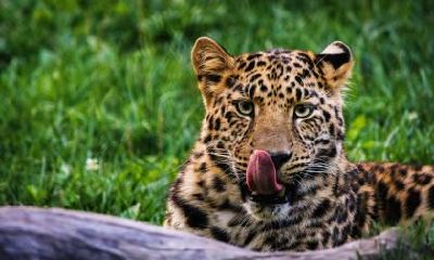 对于出生在1月份的属虎女孩，应该如何取名呢？