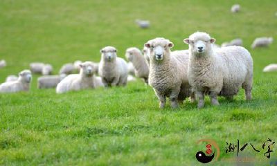 在梦中目睹羊群踩踏致命的场面：一位无辜的人被数以百计的羊群压倒，梦境揭示的幽深奥义何在？