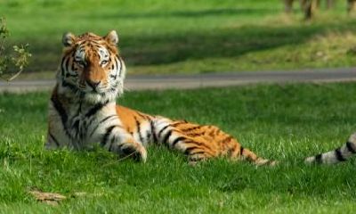 有什么适合在属虎酉时出生的女孩起名字的建议呢？