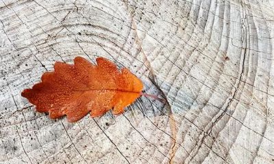 如何给在2019年11月21日出生的女婴取名并确定其五行属性？