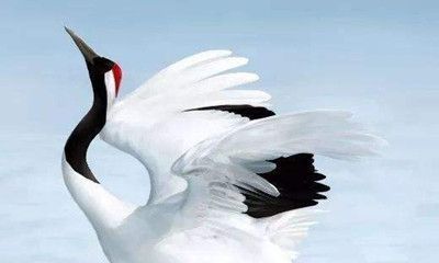 在梦中见到仙鹤羽翼飘飘，翱翔于苍穹之上的美妙体验