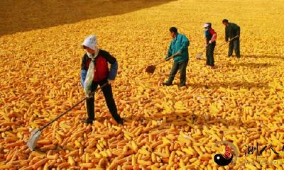 做梦时晒苞米，不料遭遇倾盆大雨的突发情况