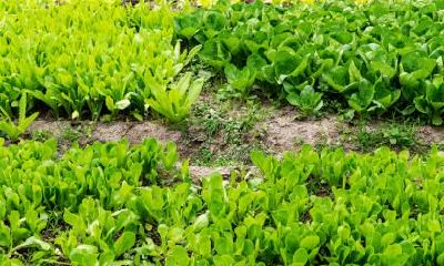 探讨2019年8月22日女婴取名的方法与五行属性如何对应