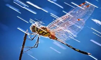 从另一角度看待：“伤官”既是成功的原因，也是失败的因素