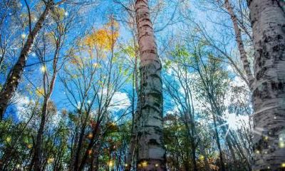 探讨2019年7月16日双胞胎女婴应起何名称、以及其五行属性如何匹配的问题