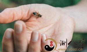 被自己踩蜜蜂而梦到被蜇，将身体上的恐惧转化为梦境中的现实（Dreaming of Being Stung by a Bee While Accidentally Stepping on It: Transmuting Physical Fear into a Visceral Dream Experience）