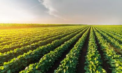 根据五行理念，如何给2019年八月初三出生的女孩选择合适的姓名并确定其五行属性？