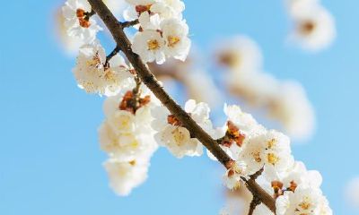 狮子座：表现出傲慢态度的日常，但在情感层面上却愿意毫不保留地迎合对方，体现出无私的妥协