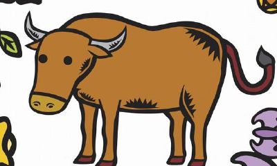 虽然表面看起来老实巴交，但实际上是最容易被惹怒的属相