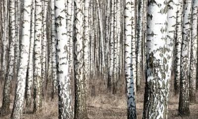 如何为2019年2月15日出生的男婴选择名字并确定其五行属性？