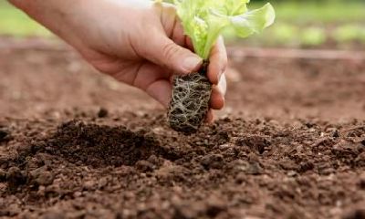 一个申时出生于2019年3月5日的男婴，应该起什么名字并且根据五行之理应该是什么？