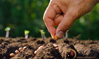 梦见自己家中充满着各式各样的种子，包含花草蔬果等多种植物素材的幻境回忆