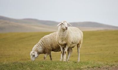 属羊人在2023年是否适宜生育宝宝？考虑属羊父母生育兔宝宝是否明智？