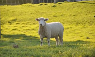 属羊的人在哪些领域展现出天赋和才华？