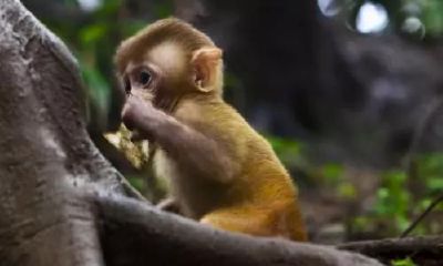 根据属相配对，属猴人与同生肖的伴侣命中注定，彼此相爱如鸳鸯戏水！