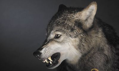 在梦中经历了挑战和胜利的惊险之旅：我如何在梦中成功地消灭了一只可怖的狼！