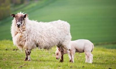 2023年我和老公属羊属蛇，是否生一个兔宝宝合适？