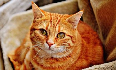 拥有属蛇人标识的个体适宜饲养何种宠物？怀有忌讳的宠物应当避免？