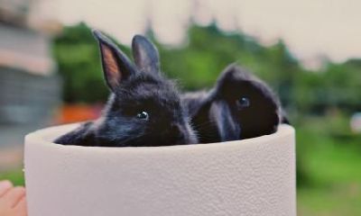 2023年——属兔人是否将迎来重大转变？整体运势会否优越？