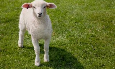 2023年属羊人如何在保持平安的前提下保持顺利的运势？