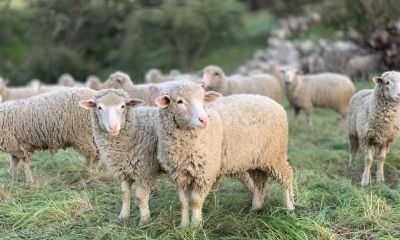 属羊的人在2023年的哪几个月将面临厄运，哪些时段容易陷入不顺境？