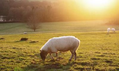 属羊的人应该学习哪些外国语言才更适合自己？