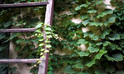 谈恋爱时与生肖蛇相关的注意事项：如何避免让蛇类养成恶习和克服相互之间的差异性？