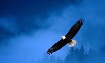 抢先分享：汇总具有独特霸气的公司名称，为您呈现最新全网资源，先到先得！