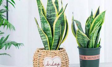 2023年即将到来，生肖狗将有幸迎来好运传递，成为转运的最佳生肖之一