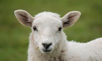 属羊的正月初一出生者的命运如何？春节期间出生的羊年宝宝，命格究竟是幸运还是劣势？