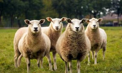 生肖属羊的人该信仰哪位守护神？探究十二生肖的守护神信仰