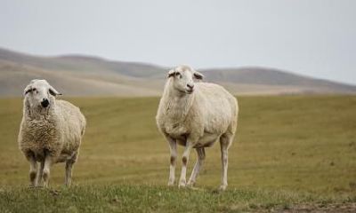 属羊男和属猪女婚姻是否匹配？如何帮助属猪女缓解压力？