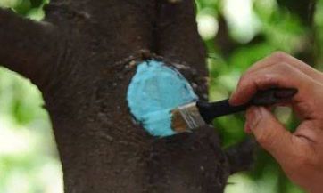 《细节不容忽视的2024年12生肖全方位运势分析》