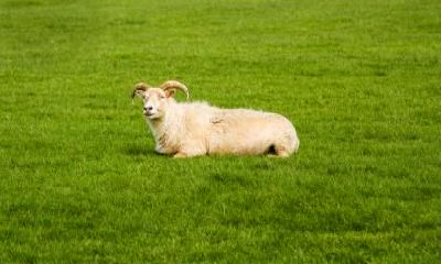 寻找1979年属羊人的贵人生肖：2019年是否带着好运和吉星高照？