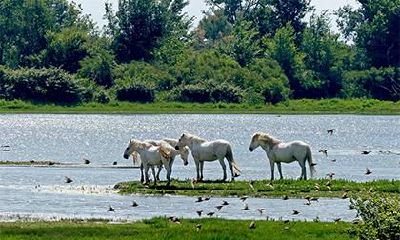 女羊与男马婚姻是否匹配？从爱情角度看，属马男性的特质是什么？