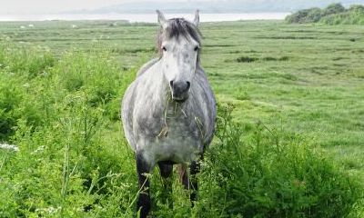 属羊女和属猴男的婚后成功几率如何？探讨属猴男最不喜欢的女性类型