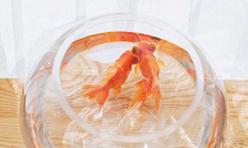 探究2023年出生的兔年孩子命运及其对应的兔年生肖性格特征