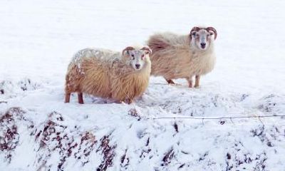 探究属羊最令人欣慰的优点: 为何属羊是值得引以为傲的？