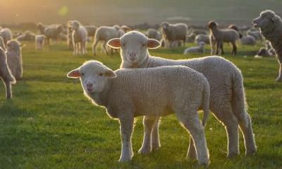 属羊的工作效率如何提高：探究属羊者的工作习惯、时间管理策略以及有效的工作技巧