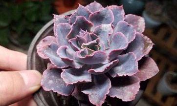 2023年春分当天，是农历二月三十，是否适宜进行理发呢？