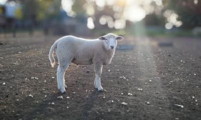 以及运势预测，掌握属羊人2018年的吉凶潮起潮落