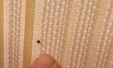 2023年属兔人的运势预测：火兔影响下的劫难及其影响