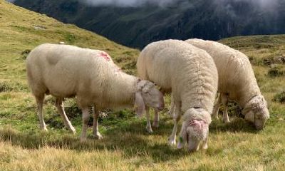 属羊妻子必看！揭你与婆婆和睦相处的秘诀！